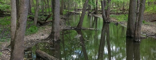 Messenger Woods Nature Preserve is one of Illinois Nature Preserves.