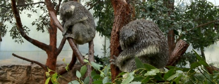 WILD LIFE Sydney Zoo is one of Sydney, NSW.