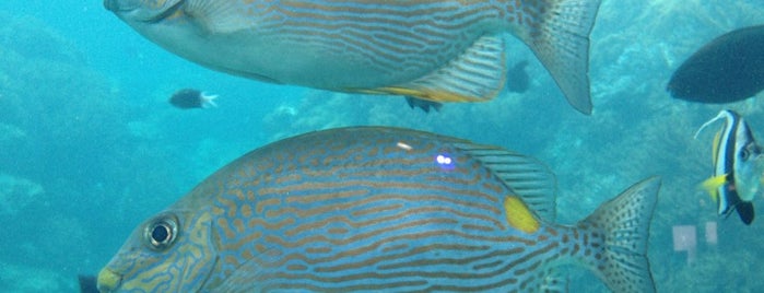 Reef HQ Aquarium is one of Aquariums of the World.