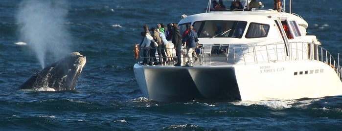 Southern Right Charters whale watching is one of Whale watching, Hermanus. South Africa.
