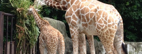 Zoo Negara (National Zoo) is one of Bucket List Places (Been There, Done It !.