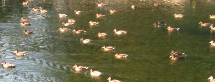 Swan Pond is one of Pete’s Liked Places.