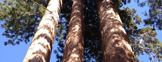 Grant Grove Picnic Area is one of Lizzie'nin Beğendiği Mekanlar.