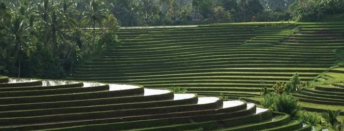 Jatiluwih Rice Terraces is one of Beautiful places to do an engagement photo in Bali.