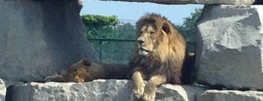 African Lion Safari is one of Chetu19さんの保存済みスポット.
