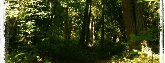 Bridle Trails State Park is one of Washington state parks.