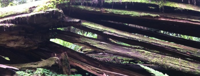 Redwood National Park is one of Cinematic checkins #4sqdreamcheckin.