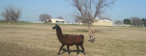 Llamas At Custer And Park is one of al’s Liked Places.