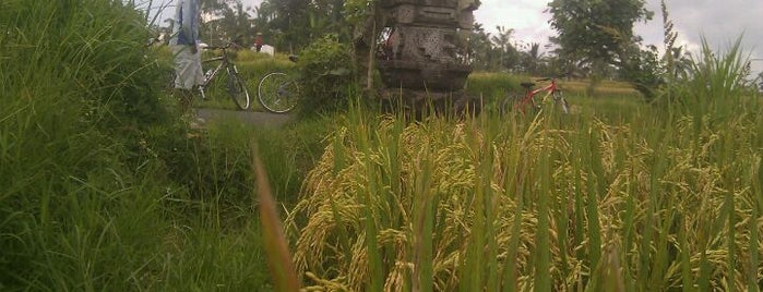 bali eco cycling tour is one of Bali.