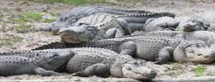 Everglades Alligator Farm is one of Explore Florida.