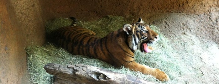 Tiger Exhibit is one of Lugares favoritos de Miriam.