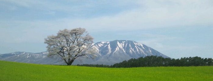 小岩井の一本桜 is one of Tempat yang Disukai Hide.