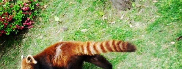 西山動物園 is one of 動物園.