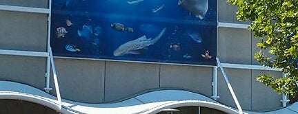 Sea Life Aquarium is one of KCMO.