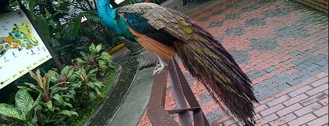 Kuala Lumpur Bird Park is one of Jalan Kuala Lumpur.