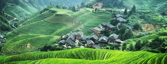 Longji Rice Terraces is one of Great Spots Around the World.
