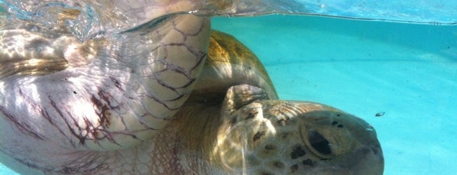 Loggerhead Marinelife Center is one of South Florida.