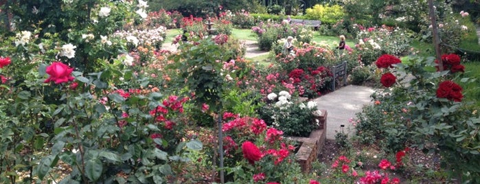 International Rose Test Garden is one of Dan's Portland.