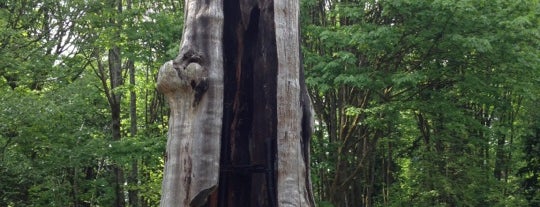 The Hollow Tree is one of สถานที่ที่ Brynn ถูกใจ.