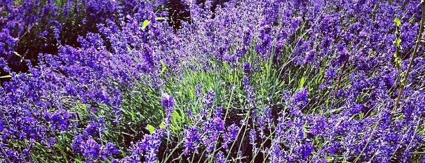 Mayfield Lavender Farm is one of L.