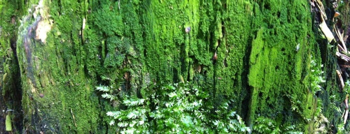 Tyresta Nationalpark is one of สถานที่ที่บันทึกไว้ของ Neonchicken.