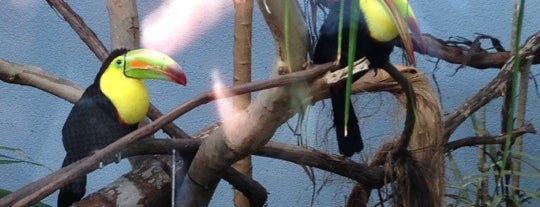 National Aviary is one of Pittsburgh for Kids.