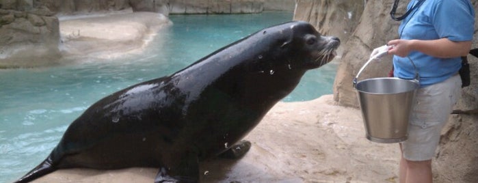 NOCO Presents Sea Lion Cove is one of Must-visit spots at the Buffalo Zoo.