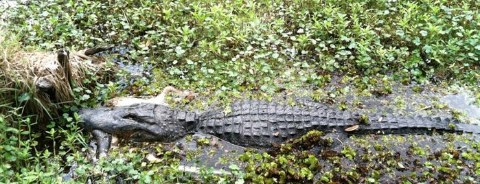 Jean Laffitte National Historical Park & Preserve is one of National Park Service Sites.