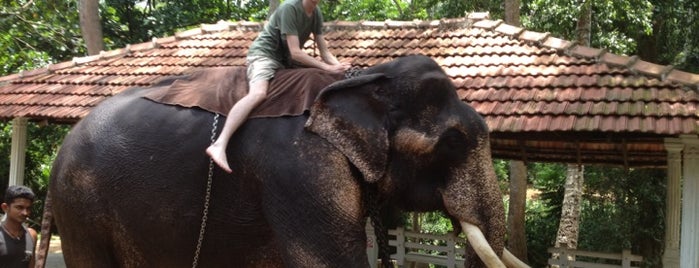 Millenium Elephant Foundation is one of Best of Sri Lanka.