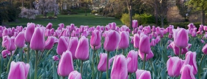 The Tulip Garden is one of The Great Outdoors.