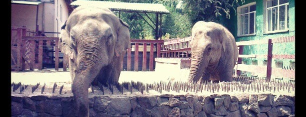 Алматы хайуанаттар бағы / Алматинский зоопарк / Almaty Zoo is one of Almaty #4sqCities.