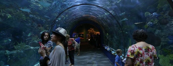 Audubon Aquarium of the Americas is one of New Orleans Jazz and Heritage Festival.