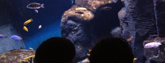 New York Aquarium is one of NYC Outings.