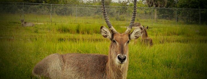 Lion Country Safari is one of South Florida Kids.