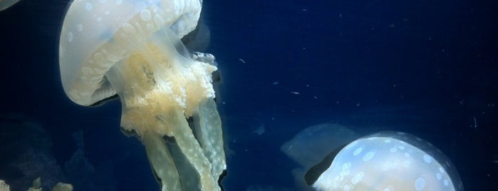 Sumida Aquarium is one of Tokyo.