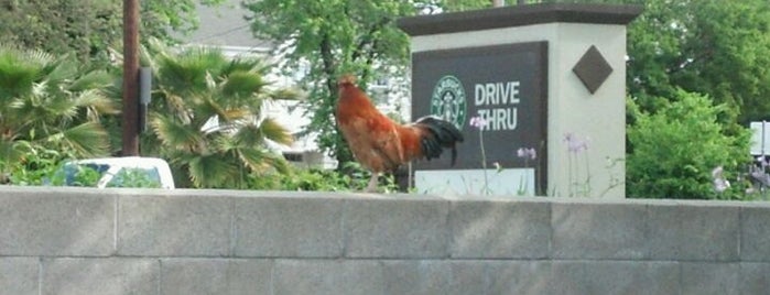 Starbucks is one of Yuba/Marysville.