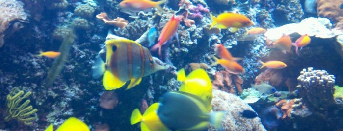 New England Aquarium is one of Things to do in Boston.