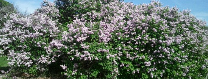 The Lilac Arboretum is one of Des Moines.
