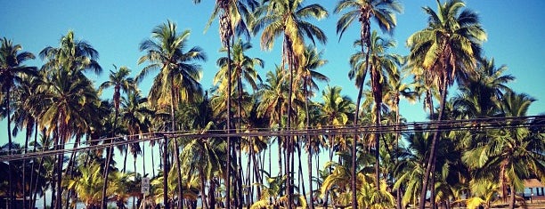 Kapuaiwa Coconut Grove is one of Hawaii - Molokai.
