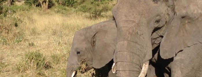 Serengeti National Park is one of Wish List Africa.