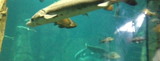 Great Lakes Aquarium is one of Posti che sono piaciuti a Teagan.