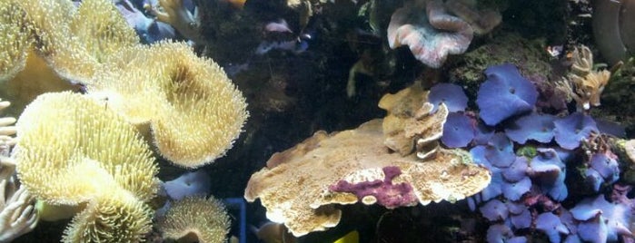 National Sea Life Centre is one of Elliottさんのお気に入りスポット.
