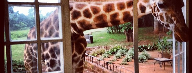 Giraffe Manor is one of VENUES for AWESOME NATURE.