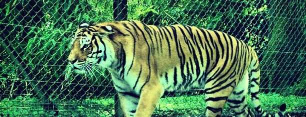 Parc zoologique de Thoiry is one of À faire à Paris et en Île-de-France.