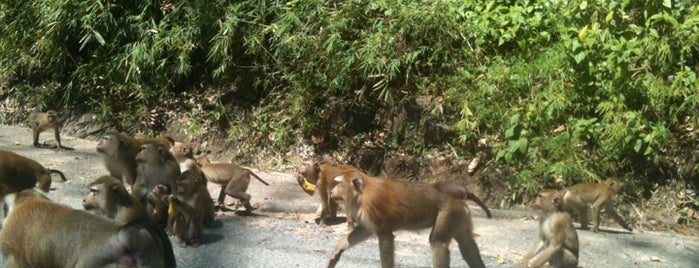 Monkey Hill / Khao Toe Sae is one of Where to go in Phuket.
