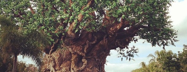The Tree of Life is one of Disney World/Islands of Adventure.