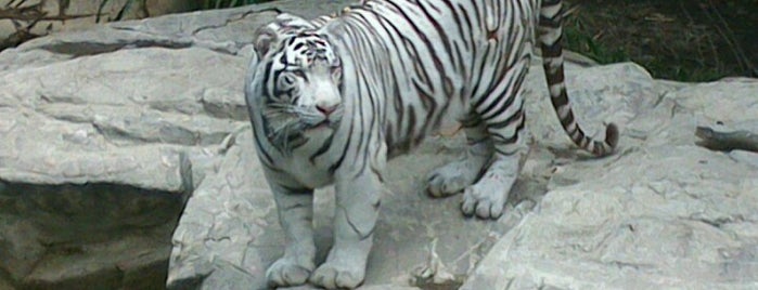 Zoológico de Chapultepec is one of Lieux sauvegardés par Leon.