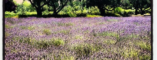 Clairmont Lavender Farm is one of Posti che sono piaciuti a Marsha.