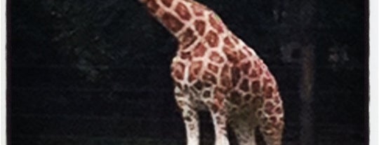Giraffe House is one of Bronx Zoo.