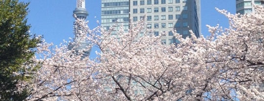 東京花見スポット